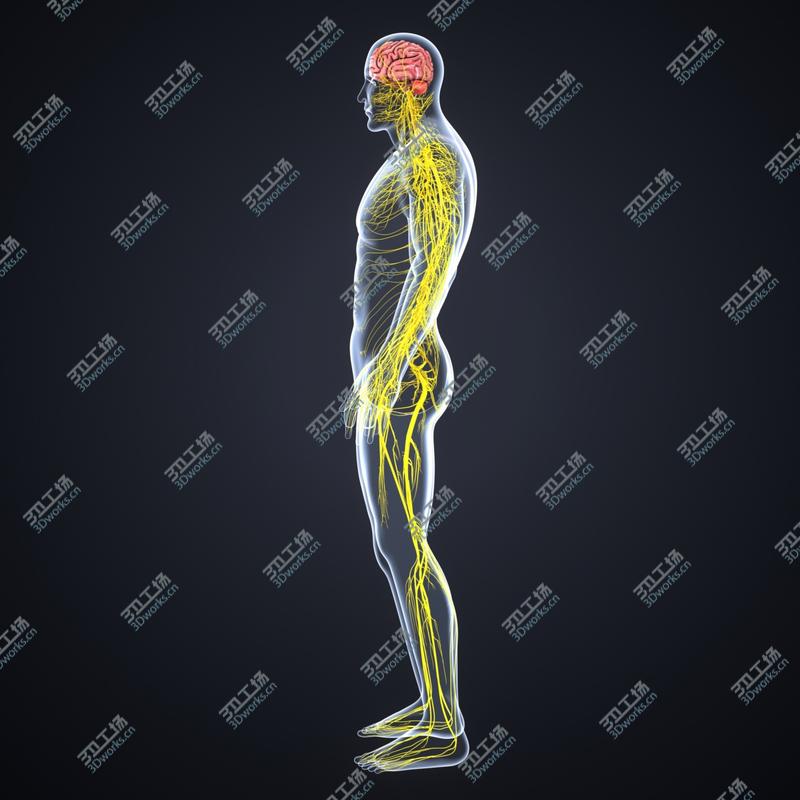 images/goods_img/2021040232/Brain with Nervous system 3D model/3.jpg